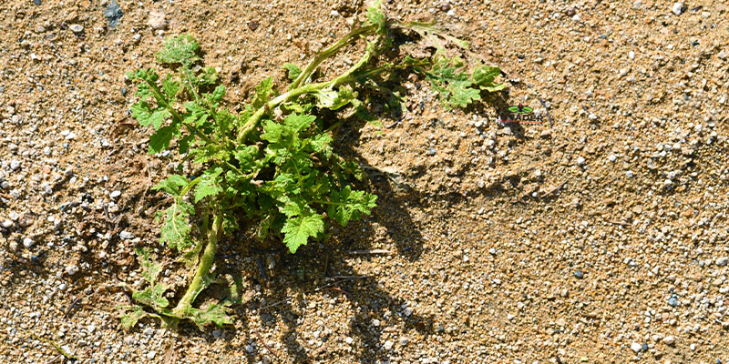The Importance of Treating Weeds for Phoenix Homeowners