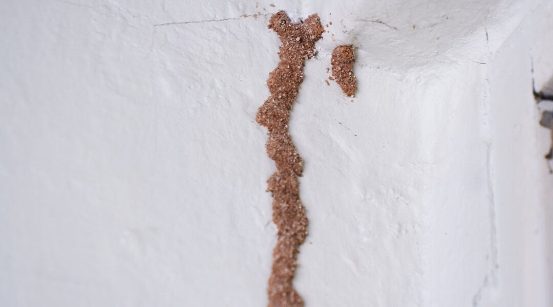 Termites: The Silent Destroyers of Homes